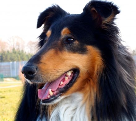 Graf-Gentleman Jimmy