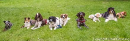 Hundesportschule See-Pfoten