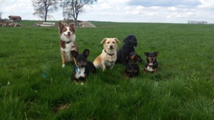 Gassi-Express und Heim-Tier-Service