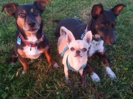 Gassi-Express und Heim-Tier-Service