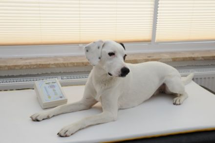 rehadogs - Hundephysiotherapie Nicole Evelt