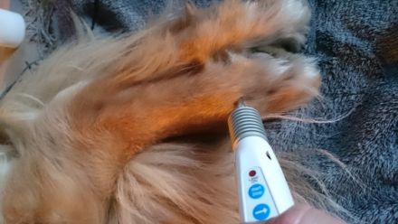 rehadogs - Hundephysiotherapie Nicole Evelt