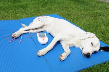 rehadogs - Hundephysiotherapie Nicole Evelt