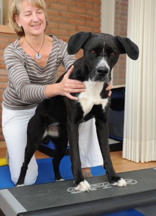 rehadogs - Hundephysiotherapie Nicole Evelt