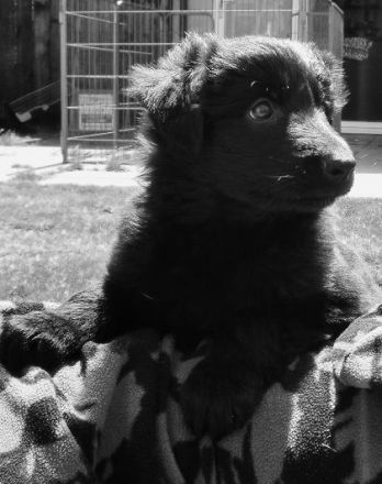 Chien de la Prolingée