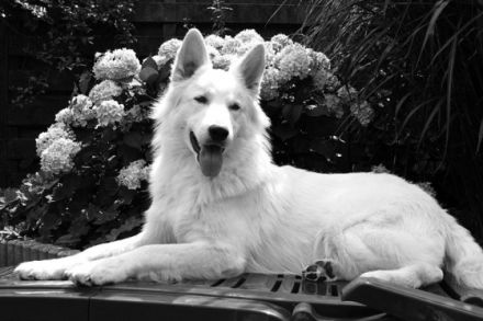 Jisse Jerzan Chien de la Prolingée