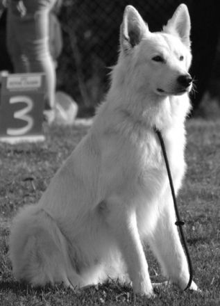 Jisse Jerzan Chien de la Prolingée