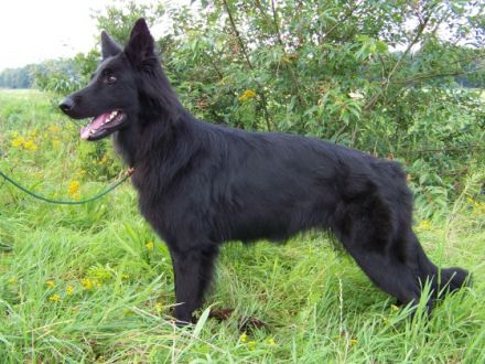 Chien de la Prolingée