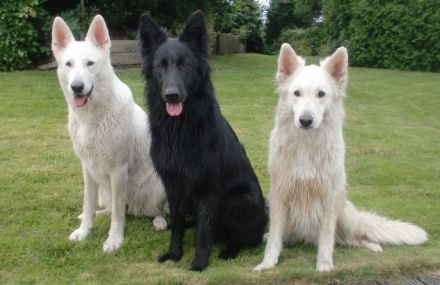 Chien de la Prolingée