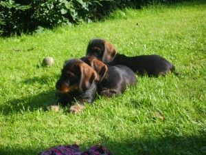 Hundeschule vom Wittelsbacher Land