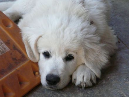 Slovensky Cuvac Welpen "von der Stockacher Halde" (CSC e.V./ VDH / FCI)