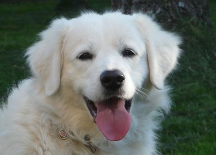 Slovensky Cuvac Welpen "von der Stockacher Halde" (CSC e.V./ VDH / FCI)