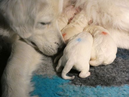 Slovensky Cuvac Welpen "von der Stockacher Halde" (CSC e.V./ VDH / FCI)