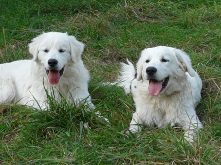 Slovensky Cuvac Welpen "von der Stockacher Halde" (CSC e.V./ VDH / FCI)
