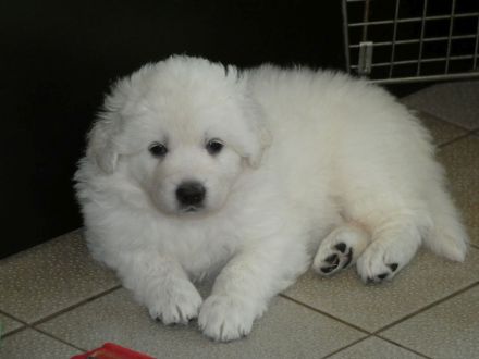 Slovensky Cuvac Welpen "von der Stockacher Halde" (CSC e.V./ VDH / FCI)