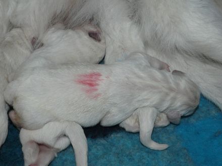 Slovensky Cuvac Welpen "von der Stockacher Halde" (CSC e.V./ VDH / FCI)