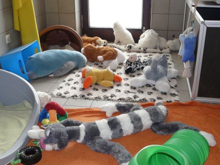 Slovensky Cuvac Welpen "von der Stockacher Halde" (CSC e.V./ VDH / FCI)