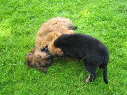 Die Siebenmeilenpfoten