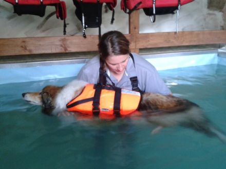 Hand & Pfote Tierheilpraxis