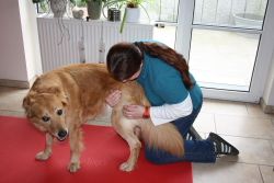 Hundephysiotherapie zwischen Freiburg und dem Dreiländereck