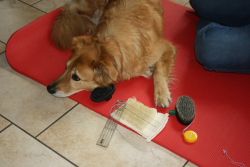 Hundephysiotherapie zwischen Freiburg und dem Dreiländereck