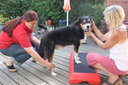 Hundephysiotherapie zwischen Freiburg und dem Dreiländereck