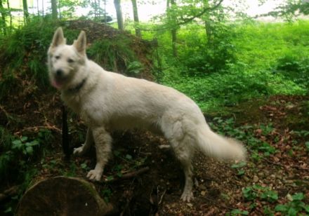 Don Artagnon von den Weißen Himmelhunden