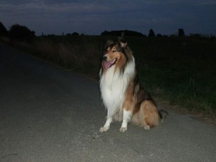 Aaron from the beautiful collies
