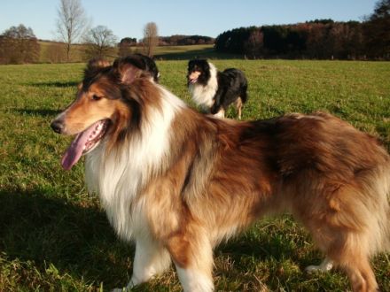 Aaron from the beautiful collies
