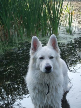 Aik von White of Eden