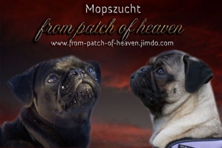 from Patch of Heaven
