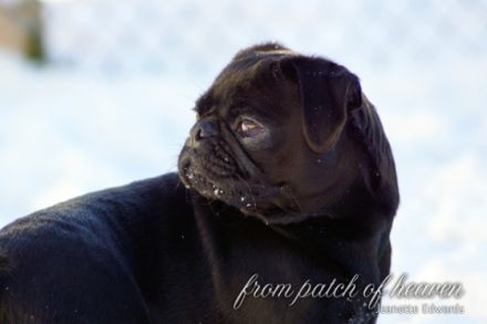 from Patch of Heaven