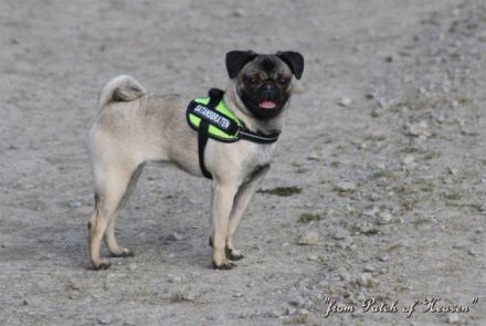 from Patch of Heaven