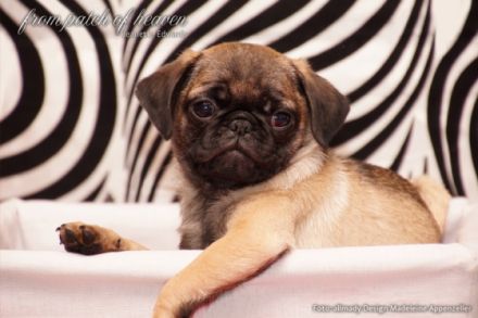 from Patch of Heaven