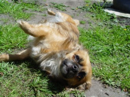 Tierphysiotherapeutin Stephanie Schoske