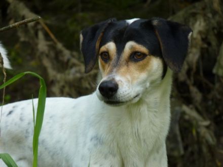 Hundetraining Ilona Mauß