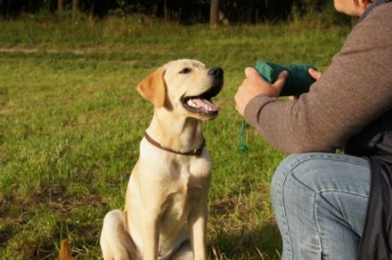 Hund & Mensch Hundeschule Schrobenhausen