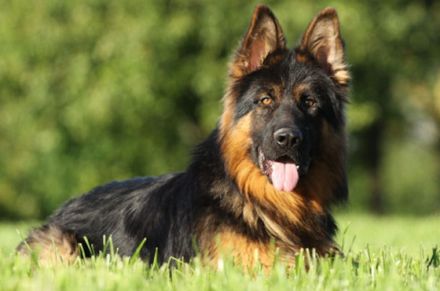 vom Schaumburg-castle