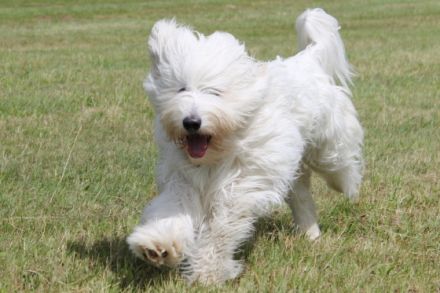 von den sanften Gefährten