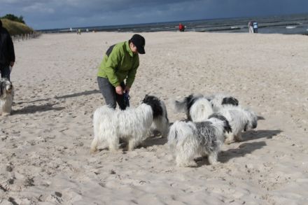 von den sanften Gefährten