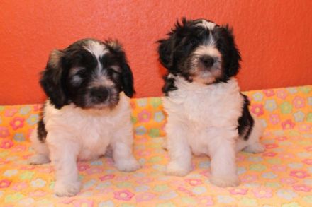 von den sanften Gefährten