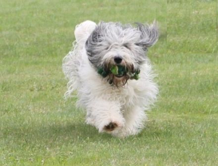 von den sanften Gefährten