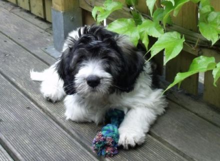 von den sanften Gefährten