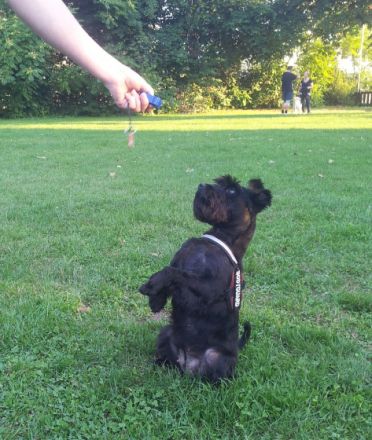 Hundeschule-in-ludwigshafen