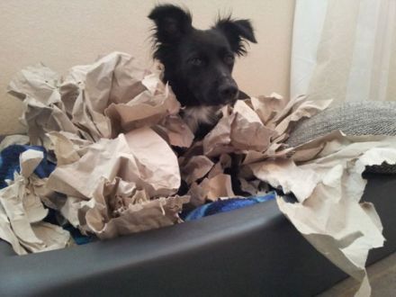 Hundeschule-in-ludwigshafen