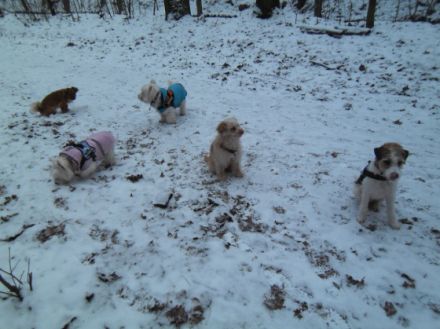 Dogsfun - little Dogs only