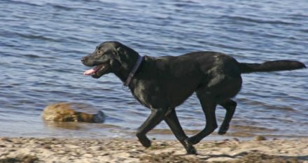 Urlaub mit Hund Herrenhaus Rerik  Blengow Fewo 17