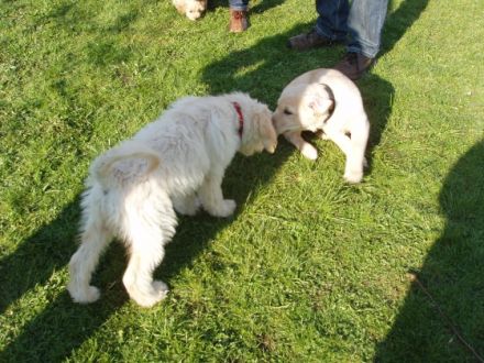 Hundeschule Fröhliche Pfoten