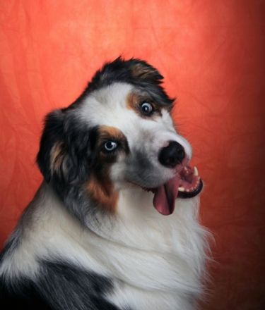 Malteser Besuchshunde Braunschweig