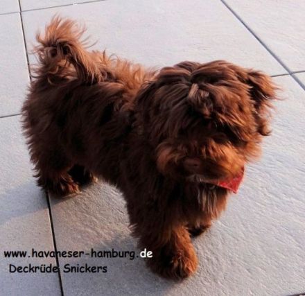 Snickers, Havaneser Hamburg